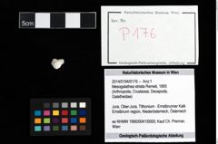 Foto (Objekt + Etikett) von Mesogalathea striata (Remeš, 1895)  (NHMW-GEO-2014-0194-0176)